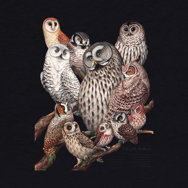 Owls of the Northeast by JadaFitch